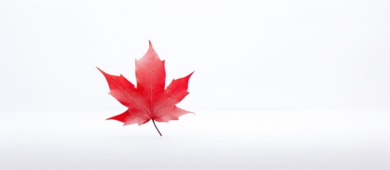 Poster - A red leaf against a white backdrop creates a striking copy space image.