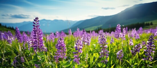 Poster - Prunella vulgaris plants bloom beautifully on the lush green meadow, providing a picturesque view with live nature. Captivating copy space image.
