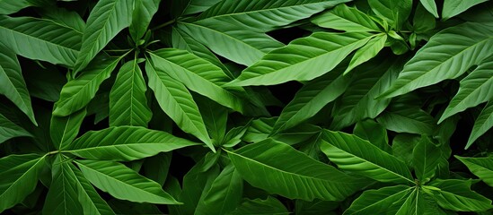 A detailed view of healthy green cassava leaves with ample copy space image.