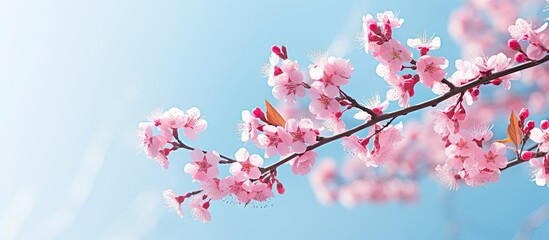 Poster - In springtime, pink branches bloom against a blue sky in a macro shot with a blurred background and selective focus, ideal for a copy space image.