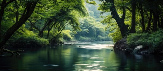 Poster - Scenic view of a river with a lush forest in the backdrop, ideal for a copy space image.