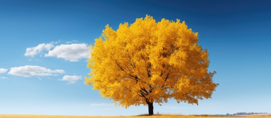 Aufkleber - A picturesque autumn scene with a vibrant yellow tree against a clear blue sky, ideal for a copy space image.