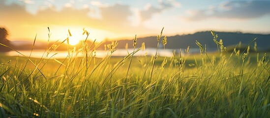 Poster - Sunrise illuminates the grass in the morning, capturing a serene nature concept with a copy space image.
