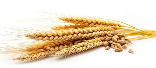 Fototapete - Rich harvest concept featuring a whole barley ear, wheat sprouts, and rye spike plant isolated on a white background for cereal bread flour with copy space image.
