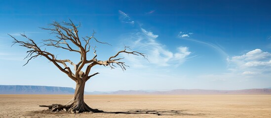 Poster - Dry tree with copy space image.