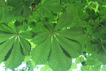 Wall Mural - green leaves background