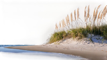 sea oats on the beach