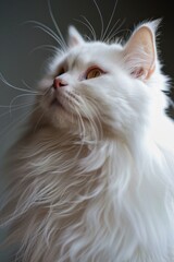 Poster - Close up shot of a white cat's face with long hair, ideal for pet or animal-related use
