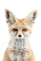 Aufkleber - Close-up photo of a fox's face on a white background, suitable for use in wildlife or nature-themed contexts