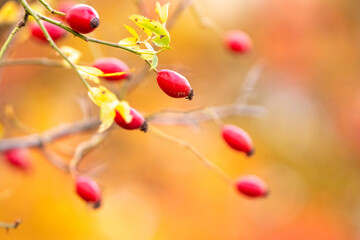 Wall Mural - Red rosehip berries in the garden on a bush on a blurred background