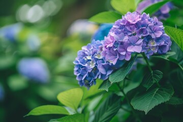 Wall Mural - A closeup of purple and blue hydrangea flowers in full bloom, surrounded by green leaves, with a blurred background of a Japanese garden Generative AI