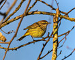 © Steve Samples - This Palm Warbler is nicely framed by surrounding tree branches.  It is in perfect profile.