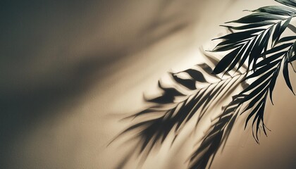 Wall Mural - light background with shadow from palm leaves on wall