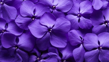 african violet flower petals in deep purple floral background image