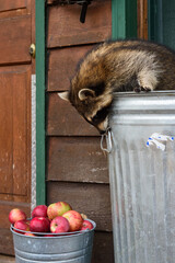 Raccoon (Procyon lotor) Leans Over Side of Garbage Can Sniffing Handle