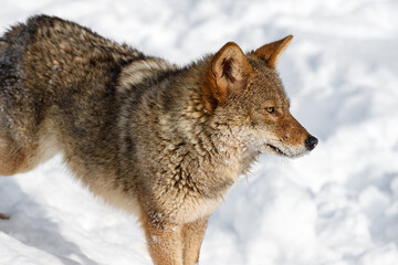 Wall Mural - Coyote (Canis latrans) Stands Facing Right Winter