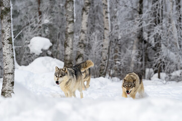 Wall Mural - Grey Wolf Pack (Canis lupus) Runs Together Through Frosty Woods Winter