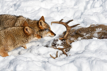 Wall Mural - coyote (canis latrans) together at head of buck carcass winter