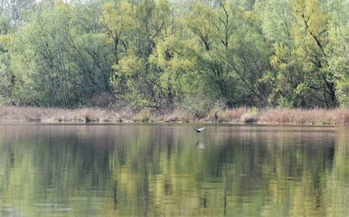 Wall Mural - lake in the forest