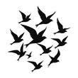 © MdAlamin - A flock of birds flying in the sky on white background