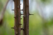 © Erich - thorns on the twigs of a tree in close up