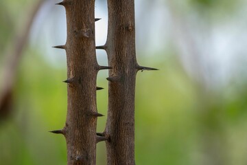 thorns on the twigs of a tree in close up