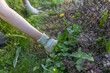 © Sergei - A woman wearing gloves pulls out weeds around a red bush with green and yellow leaves. The focus is on hands and bushes, emphasizing the importance of plant care and garden maintenance.