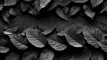 Wall Mural -   A monochromatic image of numerous leaves against a dark backdrop, with another similar photo in the same style
