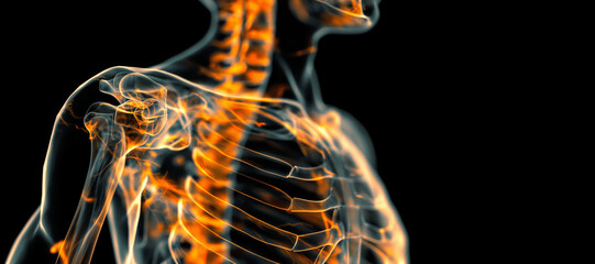 Human Upper Body X-ray Highlighting Spine And Shoulder In Colors, Close-Up