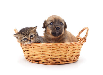 Canvas Print - Cat and dog in the basket.