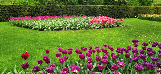 Wall Mural - Field of blooming tulips in Keukenhof, Netherlands. The tulip is an ornamental flower of the genus of liliaceae plants, formed by a single flower on each stem