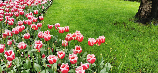 Wall Mural - Field of blooming tulips in Keukenhof, Netherlands. The tulip is an ornamental flower of the genus of liliaceae plants, formed by a single flower on each stem