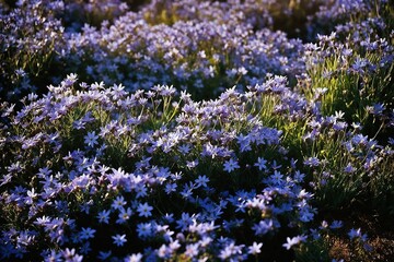 Sticker - field of lavender