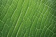 © birdmanphoto - green leaf texture