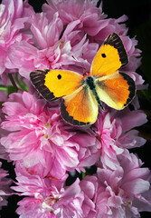 Wall Mural - bright orange butterfly on delicate pink sakura flowers close-up