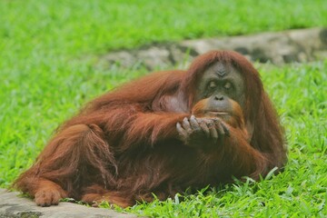 Wall Mural - portrait of an orangutan meditating