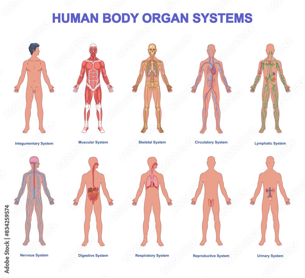 Set of Human Body Organ Systems. Medical infographic with anatomical ...