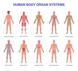 set of human body organ systems. medical infographic with anatomical structure of muscles, skeleton,