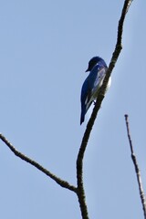 Canvas Print - blue and white flycatcher in a forest