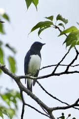 Wall Mural - blue and white flycatcher in a forest