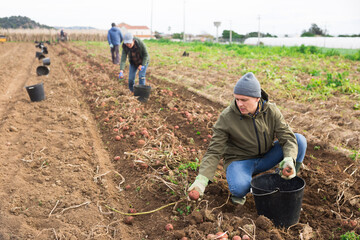 Sticker - Focused male gardener working in vegetable garden, harvesting potatoes on farm plantation