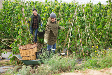 Sticker - Couple of professional farmers, man and woman, harvesting natural beans at a farm field