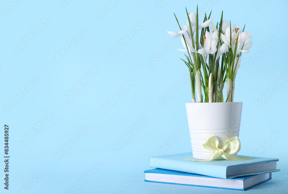 Pot with beautiful white crocus flowers and books on blue background