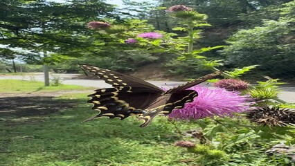 Canvas Print - mariposa papilio en parque chipingue, monterrey nuevo leon