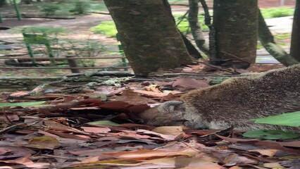 Poster - coati de nariz blanca en parque ecologico chipinque monterrey nuevo leon mexico