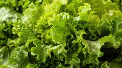 Fresh leaves of green lettuce a crisp vegetable