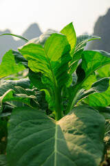 Wall Mural - Tobacco leaf plant grow at field