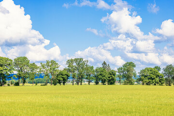 Poster - Cornfield with a row of trees in the countryside