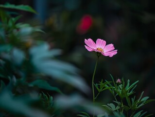 Poster - Vibrant pink cosmos flower in lush green foliage