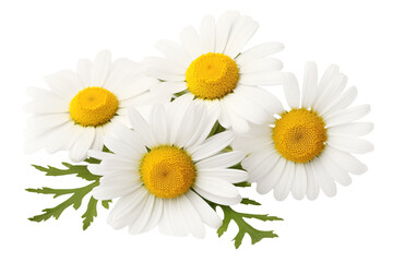 Close-up of chamomile flowers isolated on transparent background.